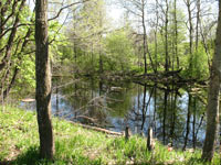 Кронштадт, май 2007 года. Небольшое озерце на некотором отдалении от берега залива